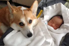 5个“柯基照顾萌宝”的温暖举动图片