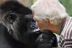 18年间巨型大猩猩与老夫妇同吃同睡！看家护院卖萌和人类一样！图片