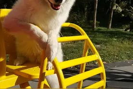 萨摩耶萌萌失明后，我是它的眼~图片