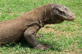 科莫多巨蜥真是胃口不小，刚看到小羊之后瞬间就将其活撕！图片