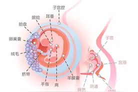 怀孕三个月胎儿图  怀孕三个月注意事项图片