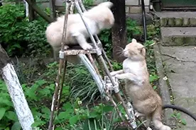 不要，不要，我什么都不要，本喵已生气图片
