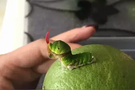 少女买一袋柠檬发现手指粗毛毛虫，竟然大夸可爱，还发朋友圈？图片