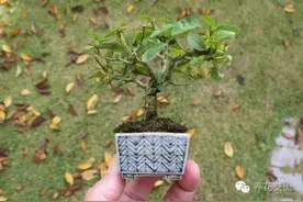 园艺学生制作的拇指盆景，总有你喜欢的一款图片