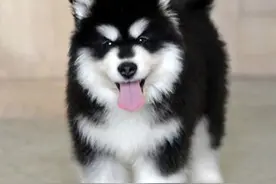 那些你不知道的秘密之阿拉斯加雪橇犬图片