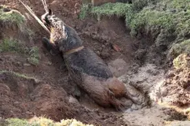 精疲力竭的马儿早已放弃挣扎，他们出手相救将它带离泥坑图片