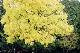 绿化苗木别名一网打尽，做苗木都收藏一份！图片