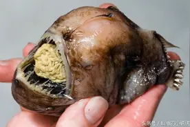 世界上最恶心恐怖的十种鱼，看完最后一种此生不想吃鱼。图片