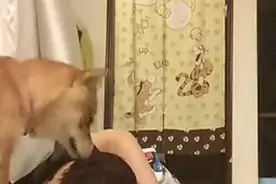 男子假装晕倒，想看狗狗有多担心他，结果证明他想多了图片