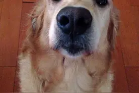 晕车但又喜欢坐车兜风的大金毛图片