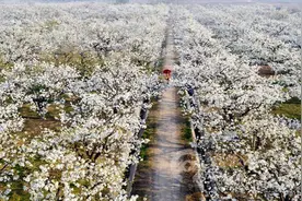 砀山马拉松 9月25日跑起来~ 惊喜连连哟~~图片