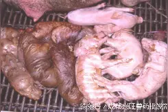 猪病防治| 高致病性猪蓝耳病防治方案图片