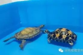 龟泡澡时溺水了肿么办？图片