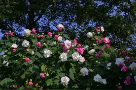 锦葵科木槿属木芙蓉苗木繁育技术图片