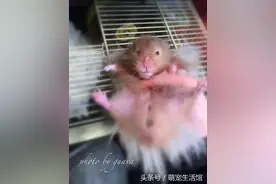 我家金丝熊的宠物药品+药品小科普图片