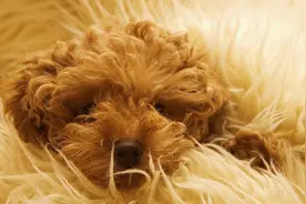 泰迪母犬怀孕的相关知识普及，以及相关征兆简介图片