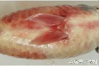 水产养殖| 鱼肠炎病的治疗方案图片