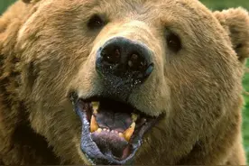 女子外出跑步路遇藏马熊 直接被撕扯身亡图片