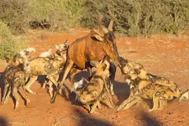 野狗群残忍捕杀怀孕羚羊，最后羚羊肚子被掏空，幼崽被残忍甩出图片