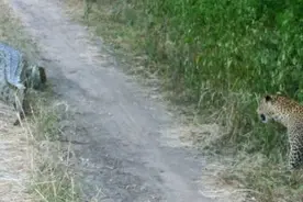 鳄鱼咬死一只羚羊，却被花豹群前后围攻，鳄鱼就是死咬羚羊不松口图片