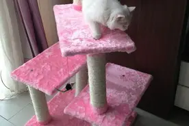 宠物DIY+自制少女心爆棚的猫咪爬架！图片