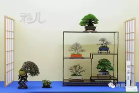 微型盆景丨仿佛烟霞生隙地，分明日月在壶天图片