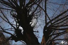 《珞巴族动物故事》：蚂蚁和大象图片