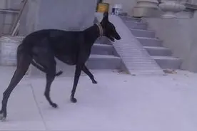 原来你是这样的哮天犬，中国传统猎犬细犬有何不同图片