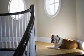 室内养狗好还是室外养狗好，分析利弊后结合实际才是硬道理图片