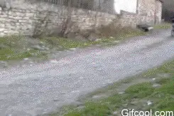 一言不合就斗舞图片