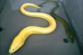 一个泥洞撸了9条大鳝，鱼多才能钓的任性图片