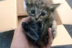 流浪小猫咪与五只雪貂同住后，行为完全同化还一起举行神秘仪式！图片