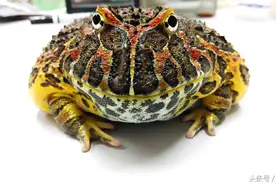 角蛙也惊艳图片