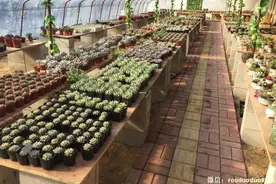 第四期 每周一位多肉达人的故事之大棚肉多多图片