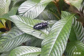 除了零食和玩具，80、90后的第三种回忆，你还记得吗？图片