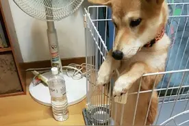 这只柴犬宝宝，很爱干净，坚持不尿尿在笼子里面。主人，我乖吗？图片