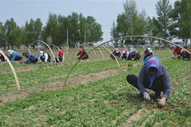 农村钟点工活跃在田间地头图片
