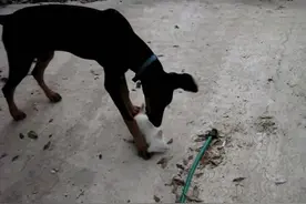 猫妈看到狗狗挑衅自己猫仔，二话不说上来就是一耳光图片