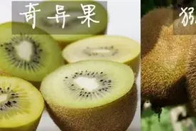 奇异果和猕猴桃这两种水果长得好像哦，到底是啥关系？图片