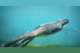 情侣潜水遇上“人形水怪”后逃窜，但上岸后有人却喜出望外！图片