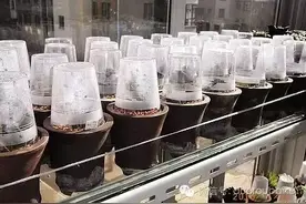 想了解多肉植物的闷养，那就看看吧！图片