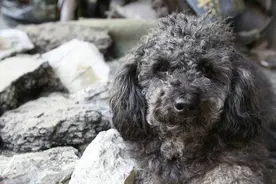 地震无情人有情，顽强狗狗废墟获救图片