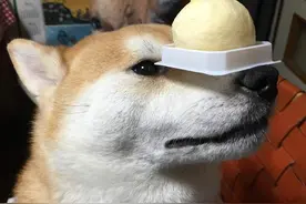 顶功了得的柴犬Gaku，快来看下吧！图片