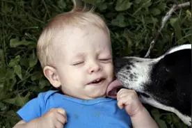 狗狗总是喜欢不停的舔不同的东西，其真正的含义是什么呢？图片