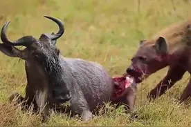 鬣狗的掏肛技术活灵活现，这次不同的是直接钻到角马肚中掏食！图片