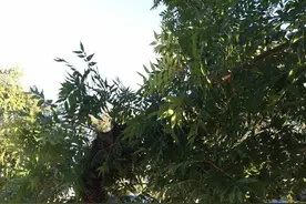 美食家晒25000只大蜂群移居，网友评论：蜜蜂分家!图片