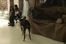 忠犬，狗狗被领养后仍回医院寻找已经离世的主人图片