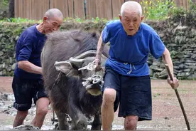 赶牛犁田的八旬老人（多图）图片