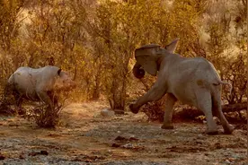 大象遭犀牛虐待，隔天犀牛逗厄了，想必它看到大象都怕了图片