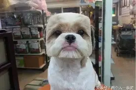 让男朋友带狗狗去宠物店美容，剪完回家女子欲哭无泪图片